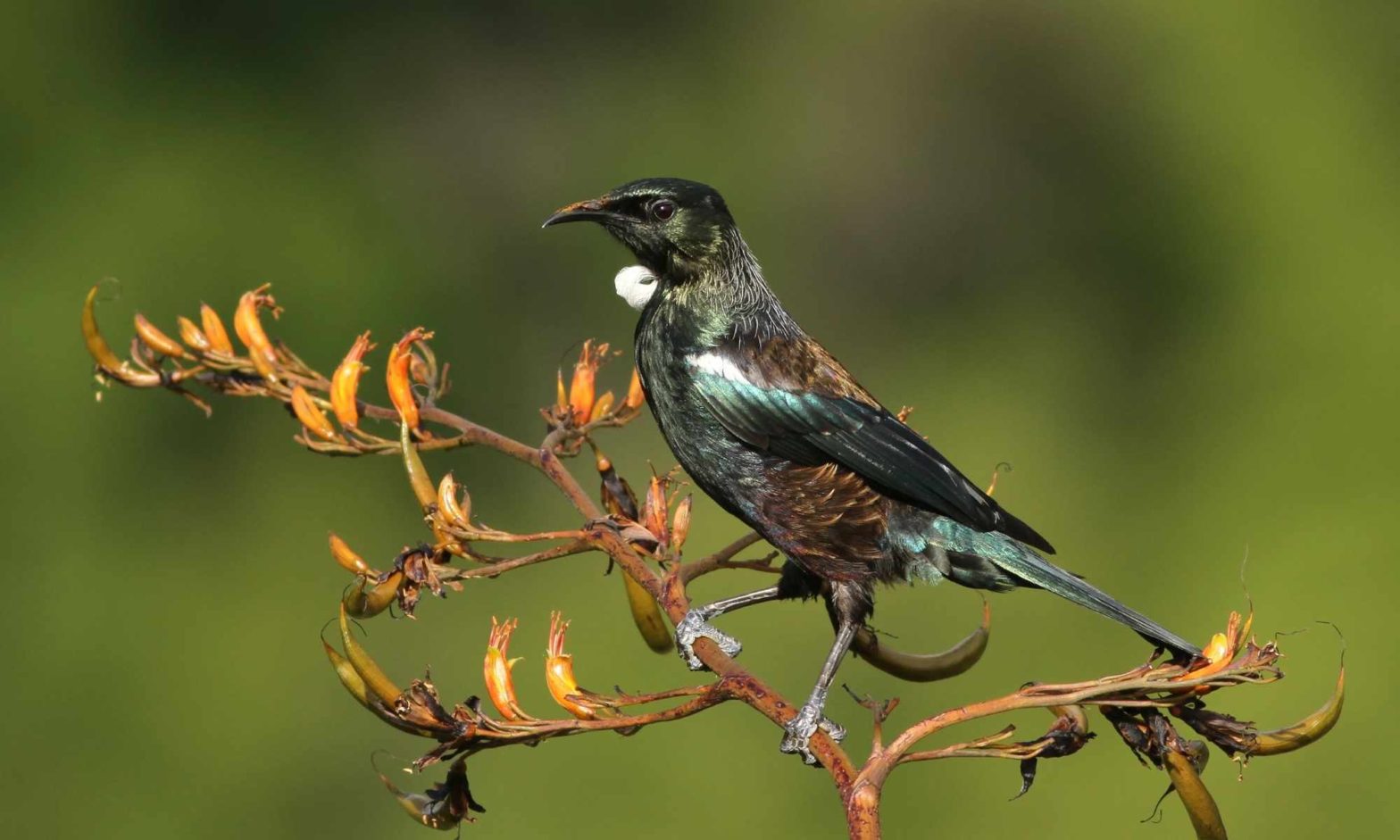 NZ tui standing on a kowhai branch