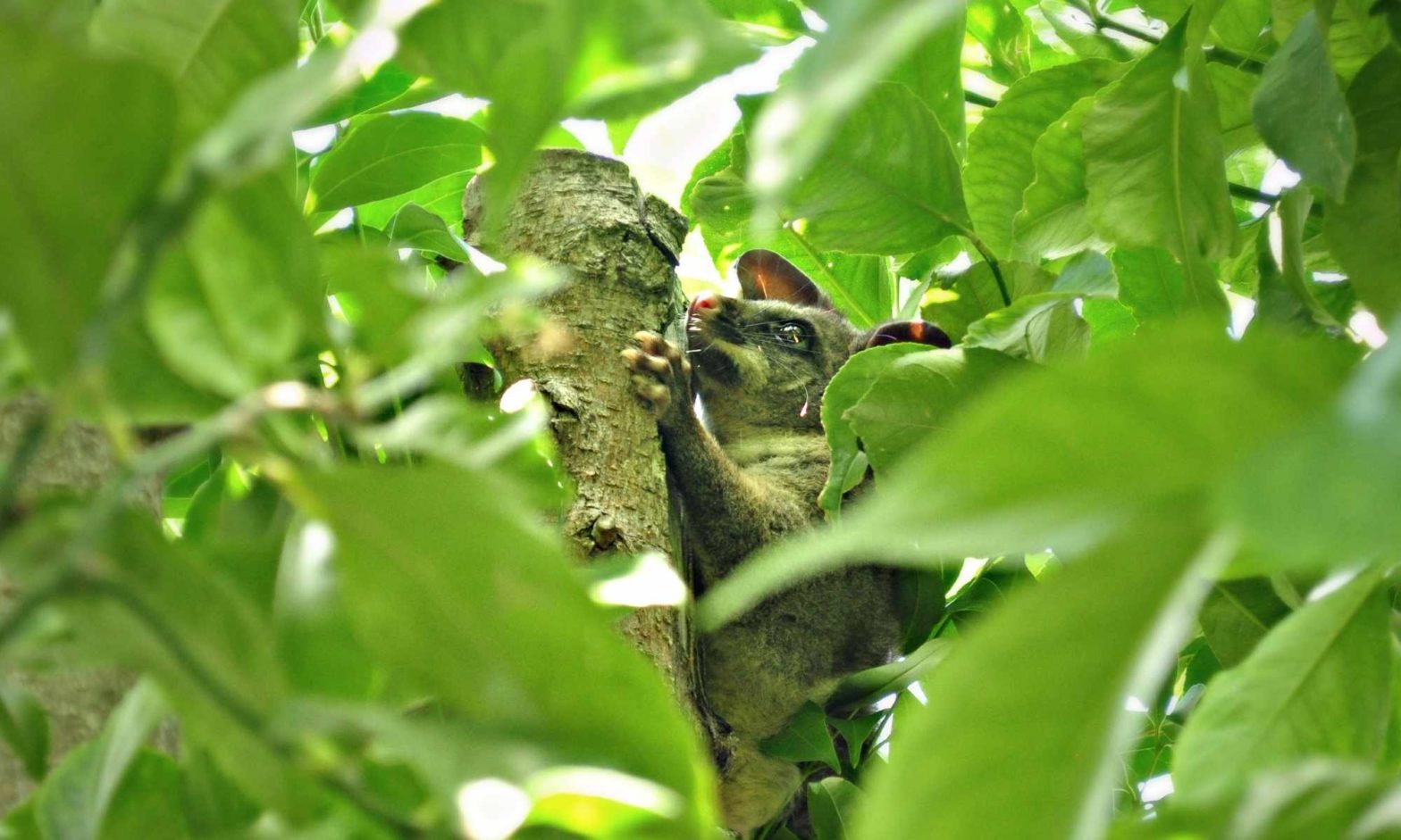 Possum pest in climbing a tree