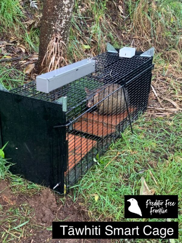 Possum in a Tāwhiti Smart Cage