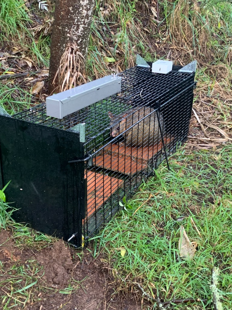 Possum in smart cage