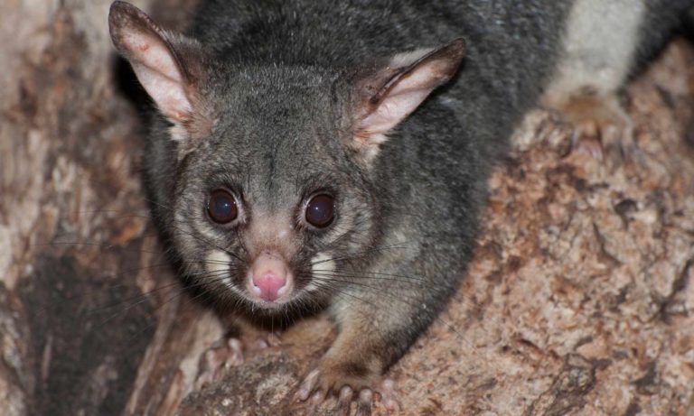 NZ Possum captured up a tree at night pest